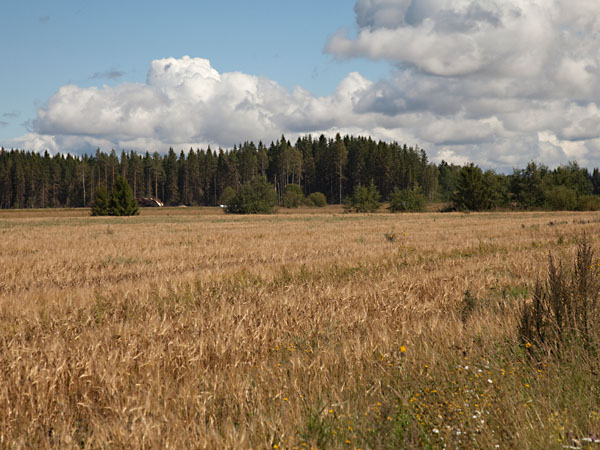 Peltoja
